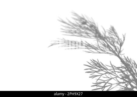 L'ombra del campo erba sul muro bianco. Immagine in bianco e nero per sovrapposizione o mockup di foto. Foto Stock