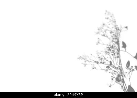 L'ombra del campo erba sul muro bianco. Immagine in bianco e nero per sovrapposizione o mockup di foto. Foto Stock