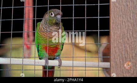 Giovane pappagallo in piumaggio luminoso siede su una traversa accanto ad una grata in una stanza chiusa a chiave e guarda con curiosità a ciò che accade fuori dalla gabbia. Bird in Foto Stock