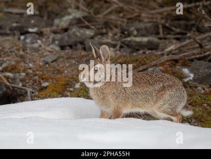 Coniglio cottontail orientale salendo lungo la neve d'inverno. Foto Stock