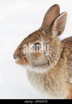 Primo piano di un coniglio di cottontail orientale seduto in una foresta invernale. Foto Stock