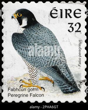 Falco di Peregrine sul francobollo irlandese Foto Stock