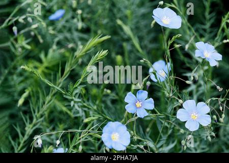 Fiori di lino blu con gocce di rugiada sul letto di fiori. Foto Stock