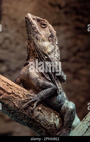 Lizard fritto (Chlamydosaurus kingii) Clamidosaurio su ramo d'albero Foto Stock