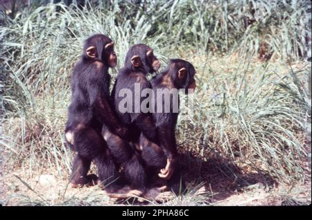 Lo scimpanzé, conosciuto anche come semplicemente lo scimpanzé, è una specie di grande scimmia originaria della foresta e savana dell'Africa tropicale. Come noi, le scimpe sono animali altamente sociali, si prendono cura della loro prole per anni e possono vivere per essere più di 50. Infatti, gli scimpanzé sono i nostri cugini più vicini. Le differenze principali tra una scimmia e uno scimpanzé includono il loro tipo di famiglia, aspetto, dieta, intelligenza e modi di comunicazione. Foto Stock