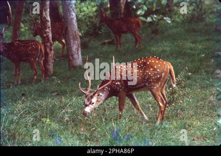 Il blackbuck, conosciuto anche come l'antilope indiana, è un'antilope originaria dell'India e del Nepal. Abita pianure erbose e aree leggermente boscose con fonti d'acqua perenni. antelope, uno qualsiasi dei numerosi mammiferi allevati e naviganti del Vecchio mondo appartenenti alla famiglia Bovidae (Ordine Artiodactyla). Nome scientifico: Antilope cervicapra Foto Stock