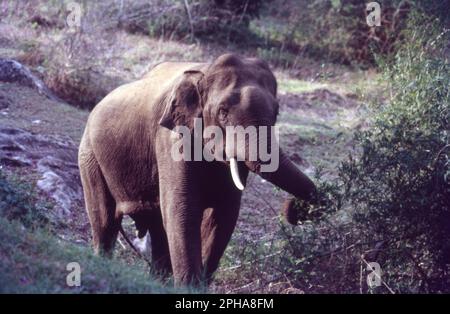 L'elefante indiano è una delle quattro sottospecie riconosciute dell'elefante asiatico e originaria dell'Asia continentale. Dal 1986, l'elefante asiatico è stato elencato come minacciato dalla lista rossa della IUCN, in quanto la popolazione selvaggia è diminuita di almeno il 50% dagli anni '1930s agli anni '1940s, ossia di tre generazioni di elefanti. L'elefante asiatico (Elephas maximus), noto anche come elefante asiatico, è l'unica specie vivente del genere Elephas. Gli elefanti indiani sono incredibilmente intelligenti ed espressivi. Sono circa 6,6 - 11,5 piedi in altezza e pesano circa 6000 - 11.000 libbre. Foto Stock