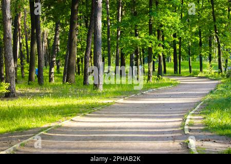 Una strada sterrata vuota di campagna, un percorso per escursioni attraverso la foresta verde, parco, boschi nella stagione primaverile, all'inizio dell'estate. Una pista ciclabile va in un Foto Stock