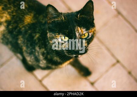 Un gatto tricolore nero e rosso con occhi verdi cammina per una strada. Ritratto di un bel gatto con occhi penetranti. Un animale domestico del pedigree. Gatti tartaruga. Foto Stock