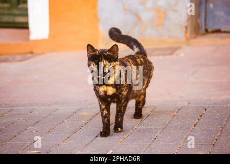 Un gatto tricolore nero e rosso con occhi verdi cammina per una strada. Ritratto di un bel gatto con occhi penetranti. Un animale domestico del pedigree. Gatti tartaruga. Foto Stock