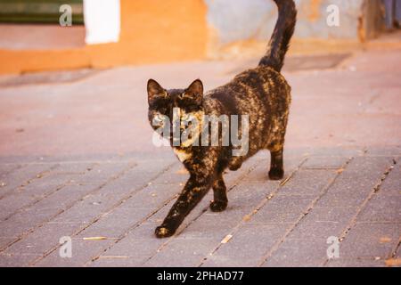 Un gatto tricolore nero e rosso con occhi verdi cammina per una strada. Ritratto di un bel gatto con occhi penetranti. Un animale domestico del pedigree. Gatti tartaruga. Foto Stock