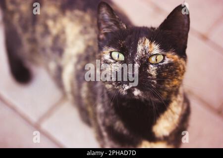 Un gatto tricolore nero e rosso con occhi verdi cammina per una strada. Ritratto di un bel gatto con occhi penetranti. Un animale domestico del pedigree. Gatti tartaruga. Foto Stock