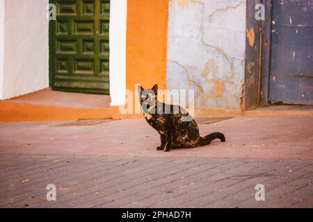 Un gatto tricolore nero e rosso con occhi verdi cammina per una strada. Ritratto di un bel gatto con occhi penetranti. Un animale domestico del pedigree. Gatti tartaruga. Foto Stock