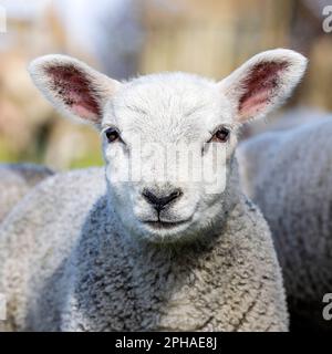 Ritratto della testa di agnello che guarda franco e carino, colpo di testa davanti a una giovane pecora Foto Stock