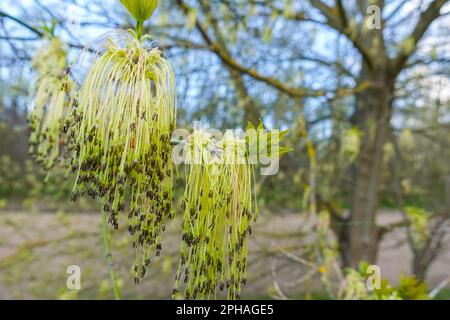fiorisce da un acero di foglie di frassino su un albero nella foresta e primavera Foto Stock