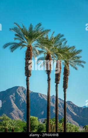 Palme e montagne desertiche a Palm Springs, California Foto Stock