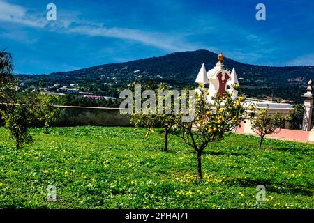 Un piccolo limoneto nei terreni dell'Estoi Palace Hotel in Portogallo Foto Stock