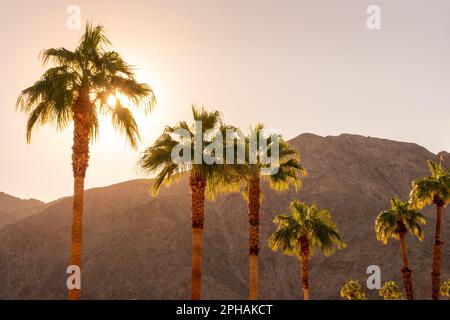 Palme e montagne desertiche al tramonto a Palm Springs, California Foto Stock