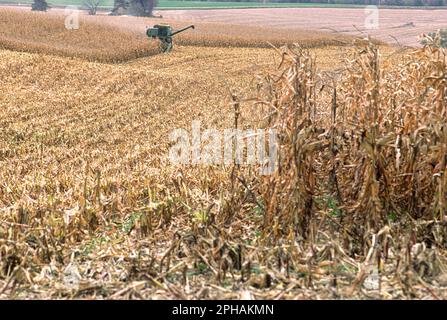 Un coltivatore raccoglie il mais con una mietitrebbia durante la fine dell'autunno in Minnesota. Foto Stock