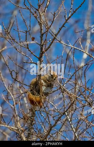 American Red Squirrel, Tamiasciurus hudsonicus, high in Tamarack along Peshekee Grade Road in Upper Peninsula, Michigan, USA Foto Stock