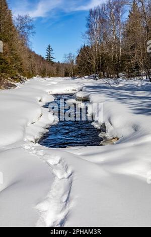 North American River Otter, Lontra canadensis, piste innevate lungo il fiume Peshekee, Upper Peninsula, Michigan, USA Foto Stock