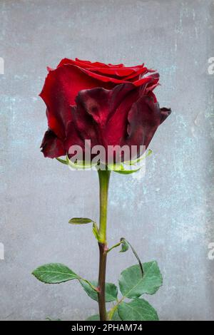 Una rosa rossa con petali sbiaditi su sfondo grigio sbiadito Foto Stock