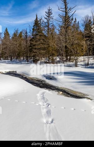 North American River Otter, Lontra canadensis, piste innevate, attraversate da altre piste, lungo il fiume Peshekee, Upper Peninsula, Michigan, USA Foto Stock