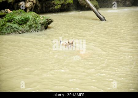 Una mucca asiatica nuota nella piscina naturale della cascata Cangbangang a Siquijor, Filippine. Foto Stock