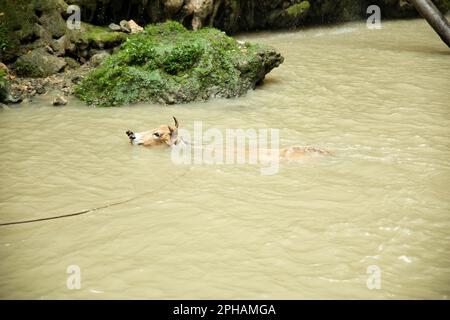 Una mucca asiatica nuota nella piscina naturale della cascata Cangbangang a Siquijor, Filippine. Foto Stock