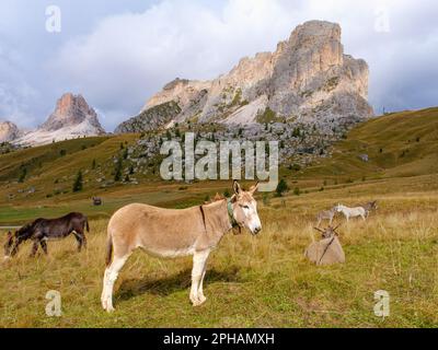 Un asino nel meraviglioso paesaggio delle Dolomiti, Alto Adige, Italia Foto Stock