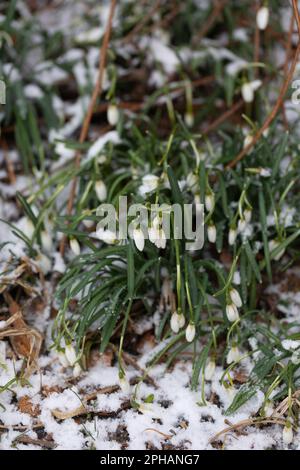 Gocce di neve in fiore, Galanthus, in una aiuola innevata Foto Stock