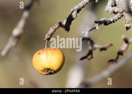 Apple appeso al ramo. Frutti di mela surmaturi su un ramo in inverno. Non raccolto in tempo sui rami di alberi nel giardino Foto Stock