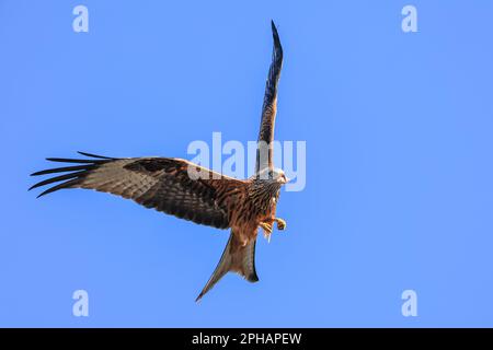 I Red Kites si librano nel cielo mentre si nutrono al Muddy Boots Cafe, Harewood, Leeds, Regno Unito, 27th marzo 2023 (Foto di Mark Cosgrove/News Images) Foto Stock