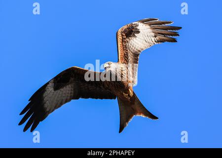 I Red Kites si librano nel cielo mentre si nutrono al Muddy Boots Cafe, Harewood, Leeds, Regno Unito, 27th marzo 2023 (Foto di Mark Cosgrove/News Images) Foto Stock