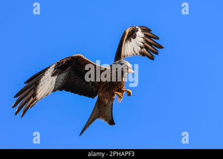 I Red Kites si librano nel cielo mentre si nutrono al Muddy Boots Cafe, Harewood, Leeds, Regno Unito, 27th marzo 2023 (Foto di Mark Cosgrove/News Images) Foto Stock