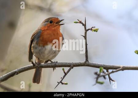 Un Robin canta da un ramo di Hawthorne in una bella mattina di primavera soleggiata al Muddy Boots Cafe, Harewood, Leeds, Regno Unito, 27th marzo 2023 (Foto di Mark Cosgrove/News Images) Foto Stock