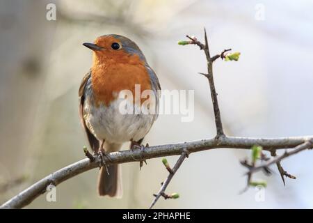 Un Robin canta da un ramo di Hawthorne in una bella mattina di primavera soleggiata al Muddy Boots Cafe, Harewood, Leeds, Regno Unito, 27th marzo 2023 (Foto di Mark Cosgrove/News Images) Foto Stock