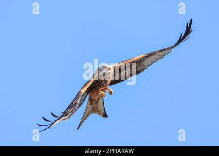 I Red Kites sorvolano attraverso il cielo mentre si nutrono al Muddy Boots Cafe, Harewood, Leeds, Regno Unito. 27th Mar, 2023. (Foto di Mark Cosgrove/News Images) a Harewood, Leeds, Regno Unito il 3/27/2023. (Foto di Mark Cosgrove/News Images/Sipa USA) Credit: Sipa USA/Alamy Live News Foto Stock