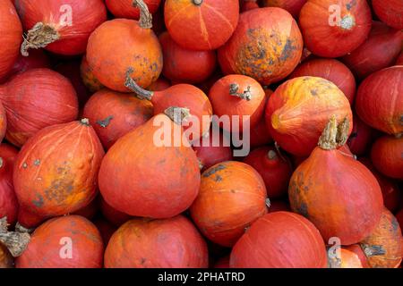 Un primo piano di zucca di kuri rosso appena raccolta sotto la luce del sole Foto Stock