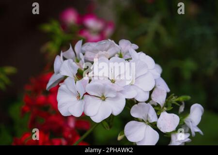 Un primo piano di paniculata bianca di Phlox nel giardino. Foto Stock