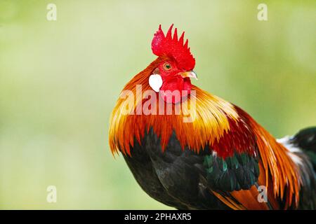 Red Junglefowl, Singapore Foto Stock