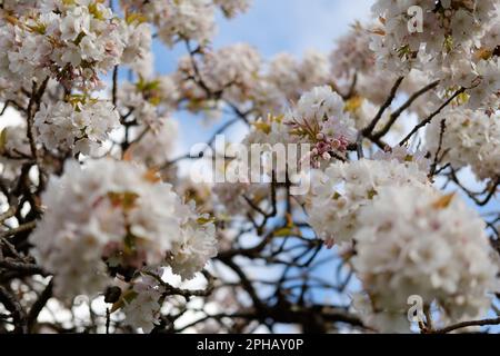 Bianco fiori di ciliegio in piena fioritura Foto Stock