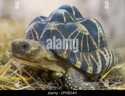 Primo piano frontale di una tartaruga stellare birmana (Geochelone platynota) Foto Stock