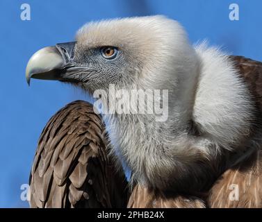 Vista ravvicinata di un avvoltoio griffone eurasiatico (Gyps fulvus) Foto Stock