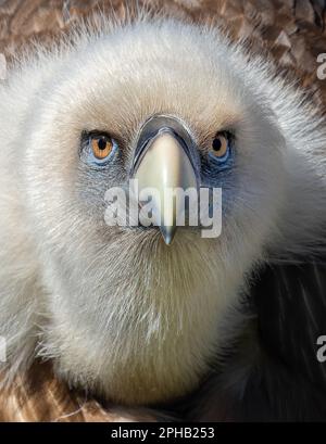 Primo piano frontale di un avvoltoio griffone eurasiatico (Gyps fulvus) Foto Stock