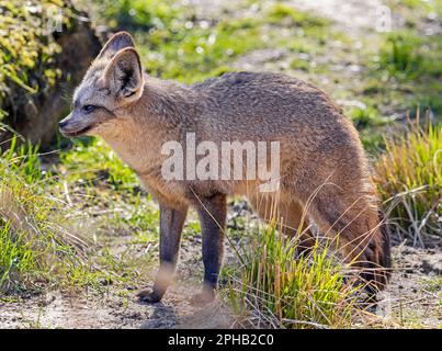 Primo piano di una volpe dalle orecchie bate (megalite di Otocion) Foto Stock