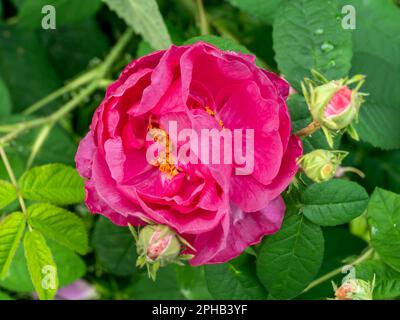 Rosa francese, Rosa gallica, primo piano di fiori in giardino, Paesi Bassi Foto Stock