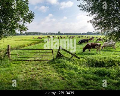 Mandria di Holstein friesiani e di vacche da diario rosso-bianco che pascolano su prati verdi in polder vicino a Langweer, Friesland, Paesi Bassi Foto Stock