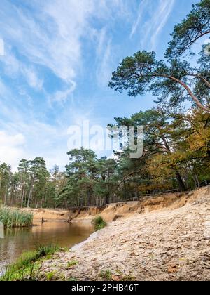 Dinkel fiume e pini nella riserva naturale Lutterzand, De Lutte, Losser, Overijssel, Paesi Bassi Foto Stock