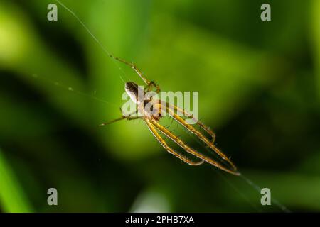 Tetragnatha extensa è una specie di ragno che si trova nell'emisfero settentrionale. Ha un corpo allungato, lungo fino a 11 mm, e adotta una linea retta Foto Stock